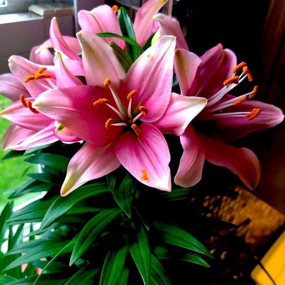 Meet your Posher, Michelle - Picture 1 of 1